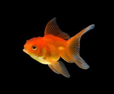 a goldfish swimming in an aquarium on a black background