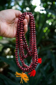 "Burgundy Red Wooden Rondelle Prayer Beads from Nepal, 108 beads / Meditation Male, Yoga Accessories, Yogi / Wooden Beads, Supplies Handmade Wooden Mala in a beautiful rich Burgundy Red color, perfect for Yogis to wear as jewelry and prayer beads. They are made in Nepal by locals and while simple to the eyes, it feels very earthy and soothing in the hands.  The wooden beads are not perfectly round, more like rondelles which gives it a nice contrast, and, each strand has 108 beads strung in a loo Red Hand-strung Spiritual Mala, Traditional Red Beaded Necklace With Wooden Beads, Red 8mm Beads Spiritual Mala, Red Wooden Beaded Necklaces, Red Round Beads Mala For Meditation, Red Hand-strung Spiritual Beaded Necklaces, Red Wooden Beaded Necklace, Red Beaded Necklace With 108 Beads For Meditation, Red Mala With Round Beads For Meditation