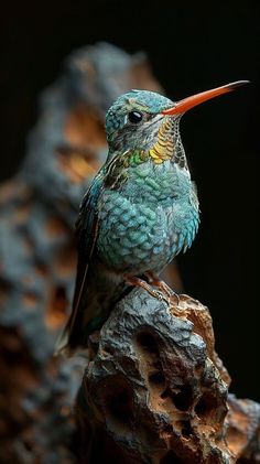 a colorful bird sitting on top of a tree branch next to a black background and some rocks