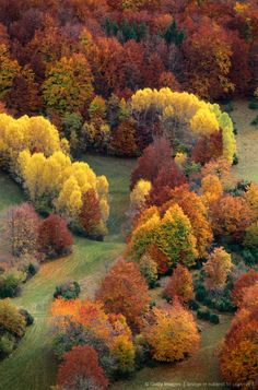 an aerial view of colorful trees in autumn