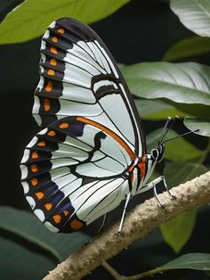 a butterfly sitting on top of a tree branch