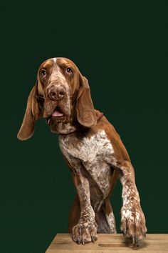 a brown and white dog sitting on top of a wooden table next to a green wall