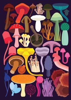 an image of many different types of mushrooms