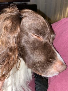 a brown and white dog laying on top of a pink pillow next to a person