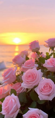 pink roses are blooming in front of the ocean as the sun sets over the water