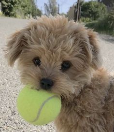 a small dog holding a tennis ball in its mouth