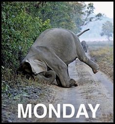 an elephant that is laying down on the side of a dirt road with trees in the background