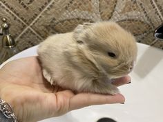 a small hamster is being held in someone's hand next to a sink