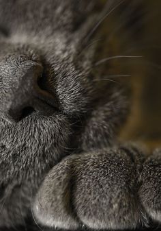 a close up of a cat's face with it's paw resting on the ground