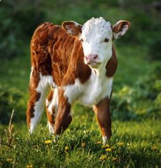 a brown and white cow standing on top of a lush green field