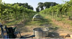 a tent is set up in the middle of an apple orchard with barrels and chairs around it