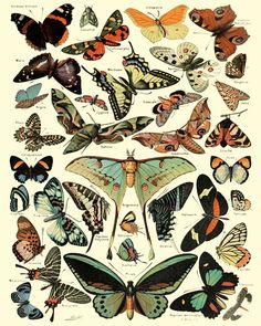 a poster with many different types of butterflies on it's back side, including the wings