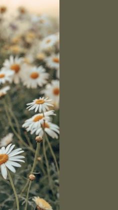 a field full of white daisies with yellow centers