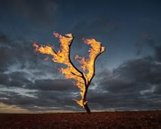 a tree that is on fire in the air