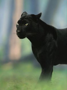 a black cat standing on top of a lush green field