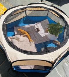 an animal in a cage on the ground next to a potted plant and pillow