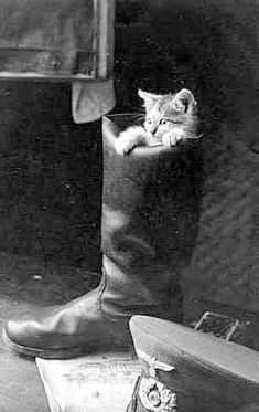 an old photo of a cat laying in a boot