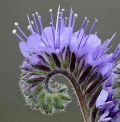 a purple flower with green leaves on it