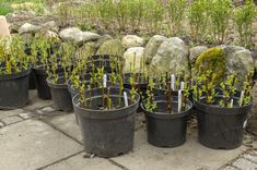 several pots filled with plants and rocks on the ground