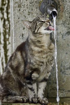 a cat drinking water out of a faucet that is attached to a wall