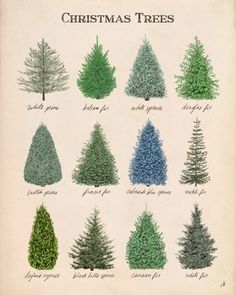 an old book with different types of christmas trees on it's cover, and the names of each tree