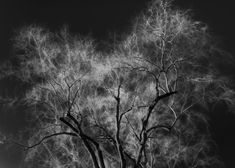 black and white photograph of tree branches against dark sky