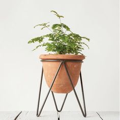 a potted plant sitting on top of a metal stand