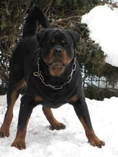 a large black and brown dog standing on top of snow covered ground next to trees