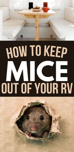 a rat peeking out of a hole in the floor with text overlaying how to keep mice out of your rv