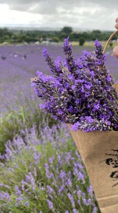 a person holding a bag full of lavender flowers in front of some lavender fields with purple flowers