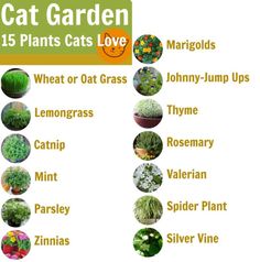 an image of garden plants that are labeled in the words, cat garden 15 plants cats love