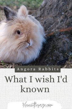 a fluffy rabbit sitting next to a tree with the words angora rabbits what i wish i'd known