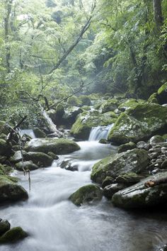 a stream running through a lush green forest filled with lots of rocks and mossy trees