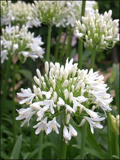 white flowers are blooming in the garden