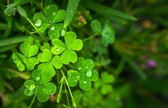 some green leaves with drops of water on them