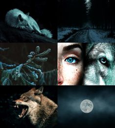 the collage shows wolfs, blue eyes and trees