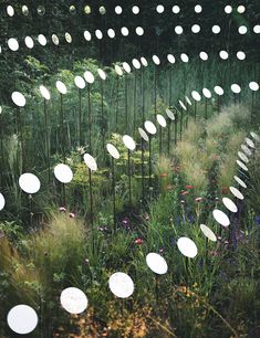 an outdoor garden with lots of white lights on it's poles and flowers in the foreground