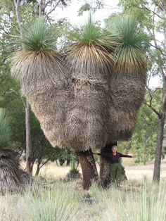 a woman standing next to a palm tree in the grass with its trunk hanging down