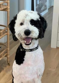 a black and white dog sitting on top of a wooden floor