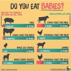 an info sheet showing the different types of animals and their diets for each type of meal