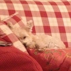 a small white dog laying on top of a red and white checkered couch