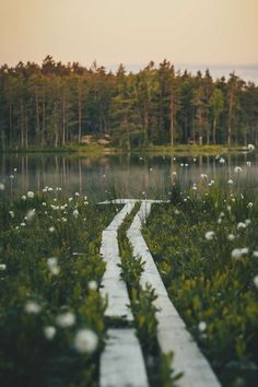 a path in the middle of a field with flowers