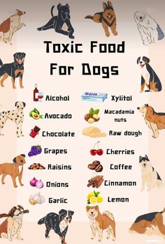 a poster with different types of dogs on it's back side and the words toxic food for dogs written below