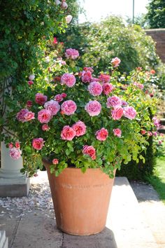 a potted plant with pink flowers in it