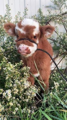 a brown and white baby cow standing on top of grass next to some flowers in front of a building