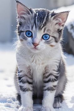 a kitten with blue eyes sitting in the snow