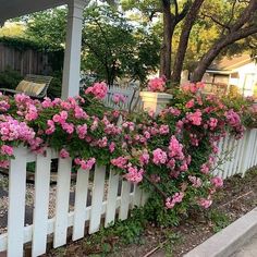 pink flowers growing on the side of a white picket fence