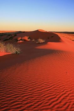 red sand dunes in the desert at sunset