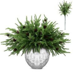 a potted plant with pine cones in it on a white background, next to another plant