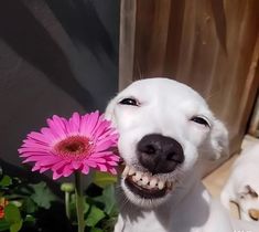 a white dog holding a pink flower in it's mouth and smiling at the camera